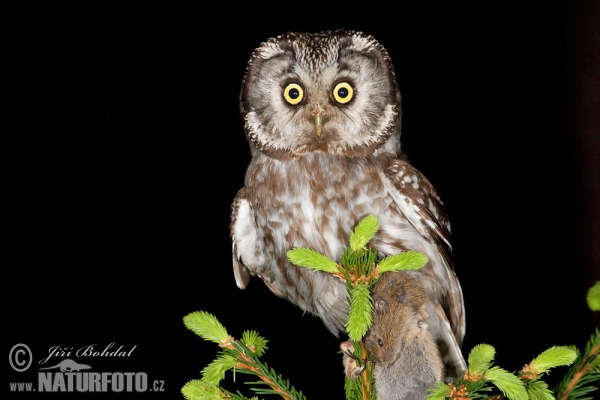 Boreal Owl (Aegolius funereus)