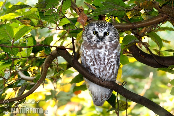 Boreal Owl (Aegolius funereus)