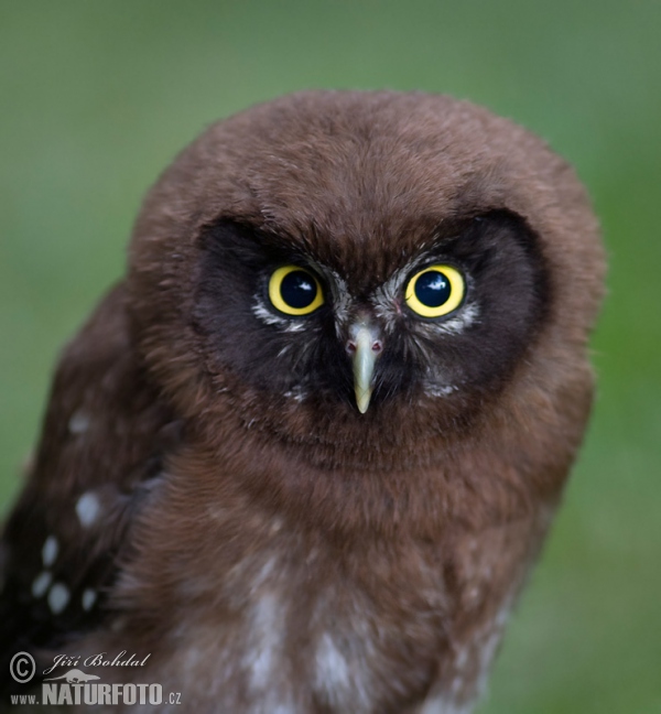 Boreal Owl (Aegolius funereus)