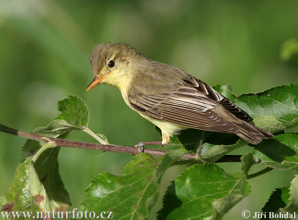 Bosqueta icterina