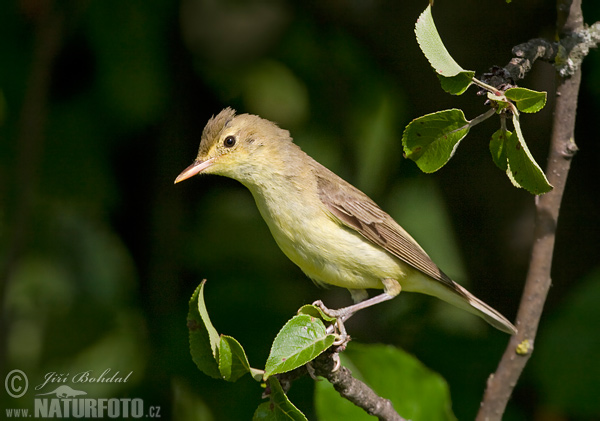 Bosqueta icterina