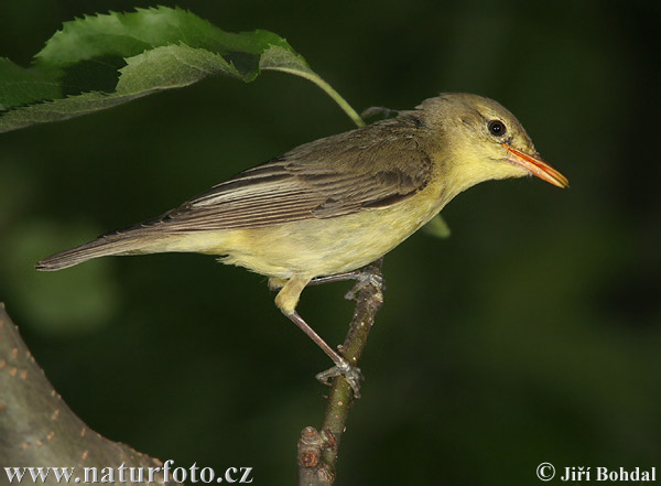 Bosqueta icterina