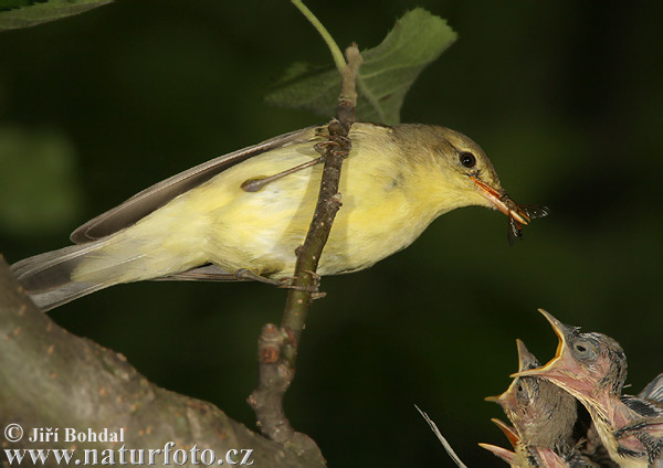 Bosqueta icterina