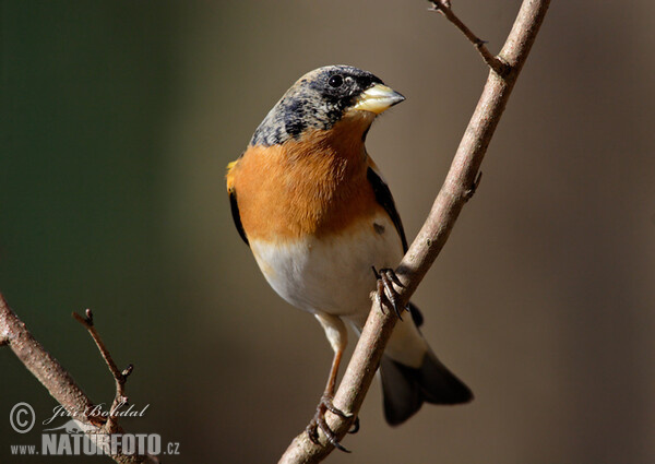 Brambling (Fringilla montifringilla)