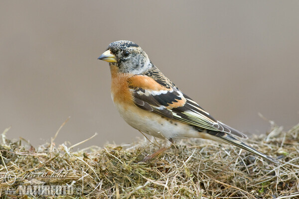 Brambling (Fringilla montifringilla)