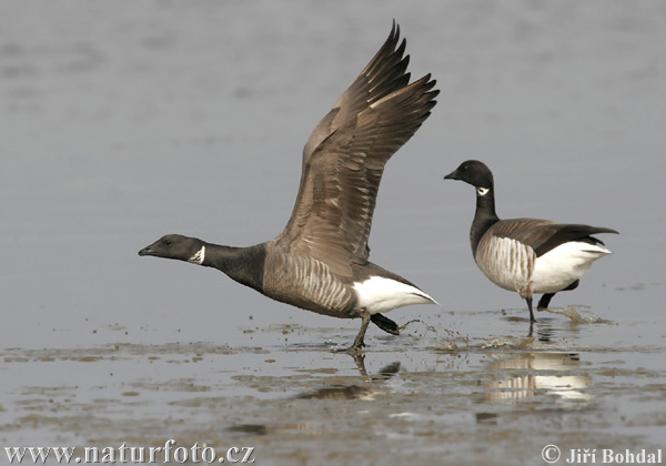 Branta bernicla