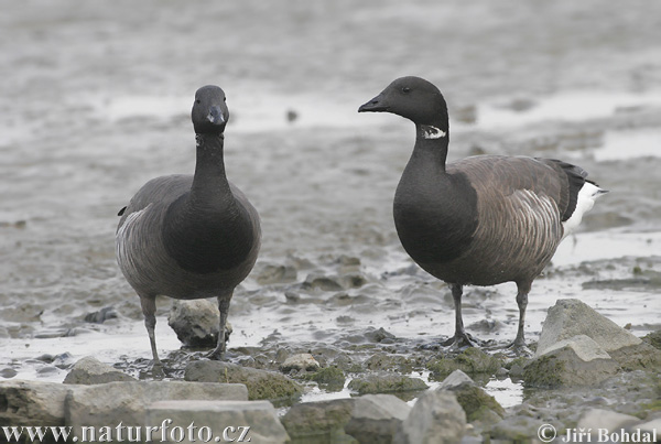 Branta bernicla