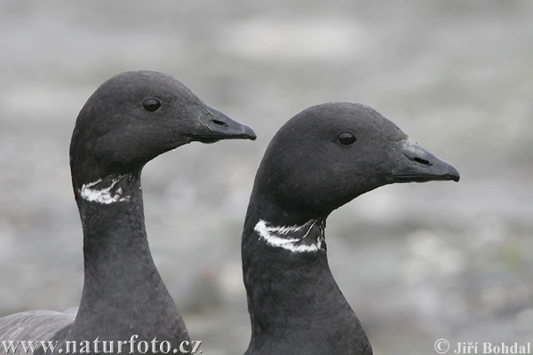 Branta bernicla