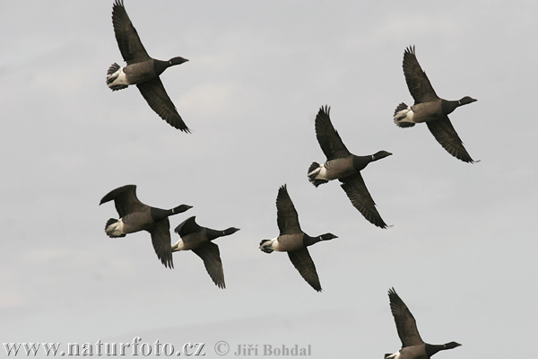 Branta bernicla