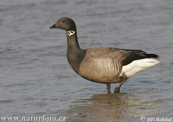 Branta bernicla