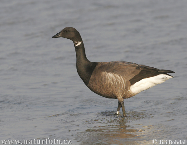 Branta bernicla