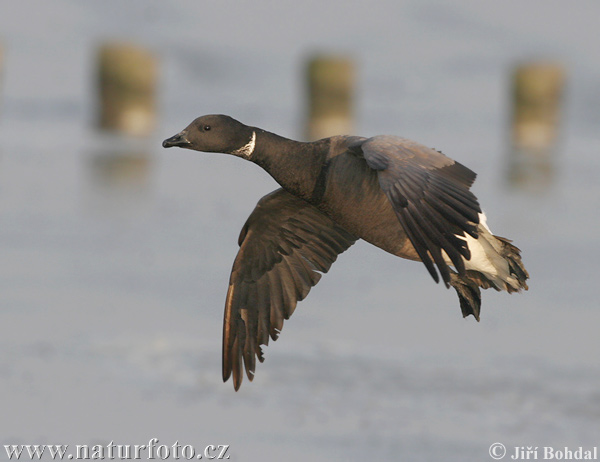 Branta bernicla