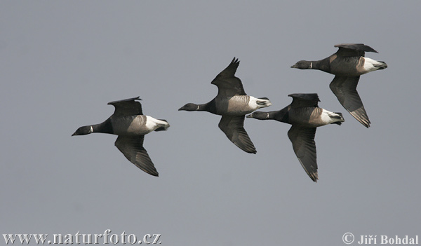 Branta bernicla