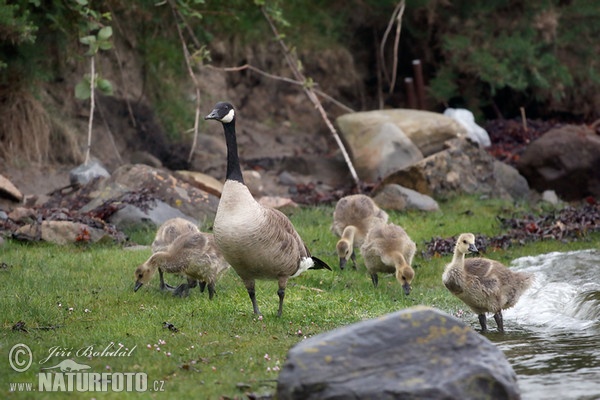 Branta canadensis