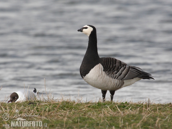 Branta leucopsis