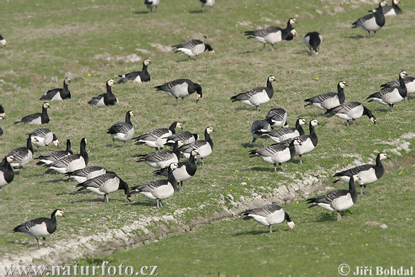 Branta leucopsis