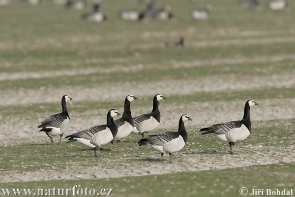 Branta leucopsis