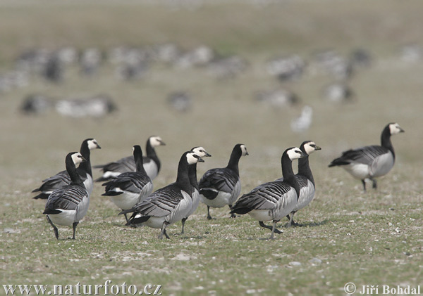 Branta leucopsis