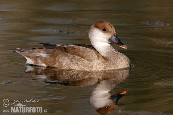 branta roja