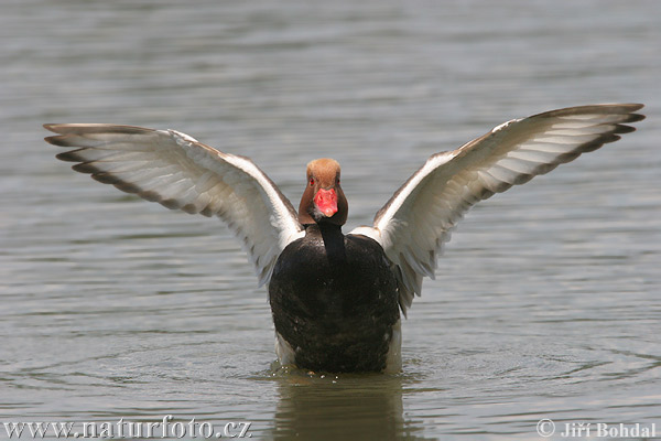 branta roja