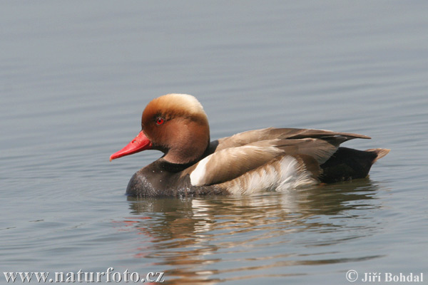 branta roja