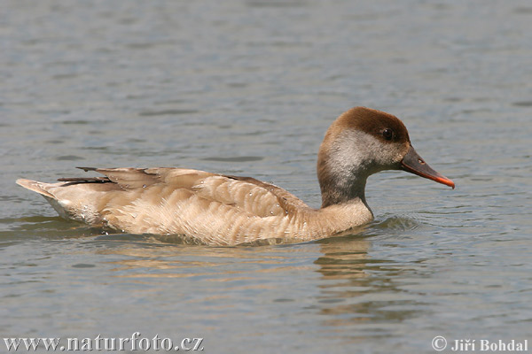 branta roja