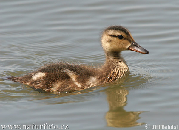 branta roja