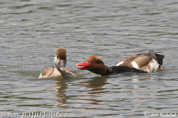 branta roja