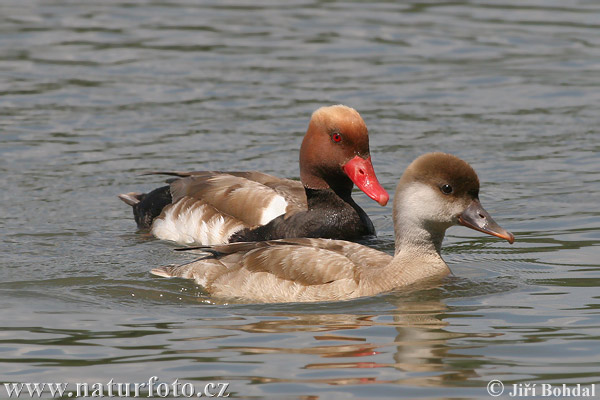 branta roja