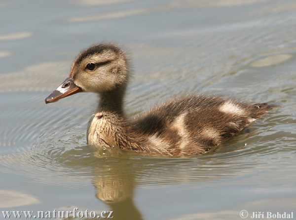 branta roja