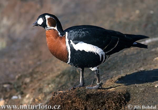 Branta ruficollis