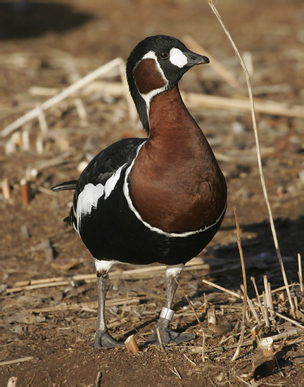 Branta ruficollis