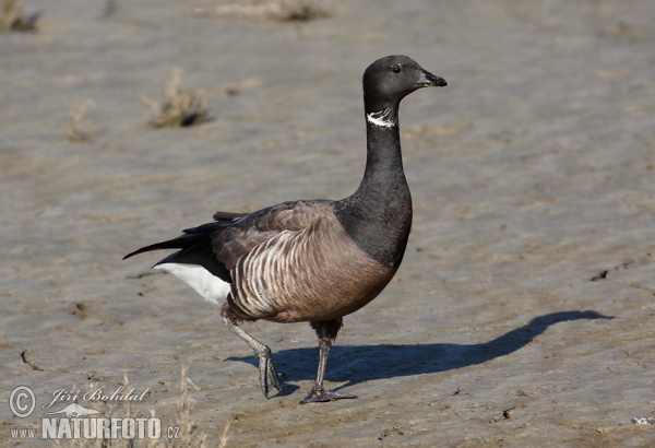 Bren Goose (Branta bernicla)