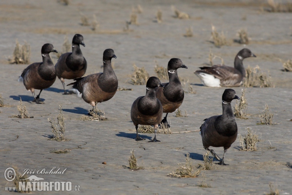 Bren Goose (Branta bernicla)