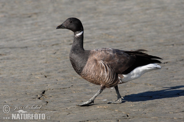 Bren Goose (Branta bernicla)