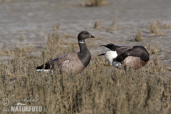 Bren Goose (Branta bernicla)