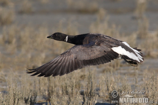 Bren Goose (Branta bernicla)