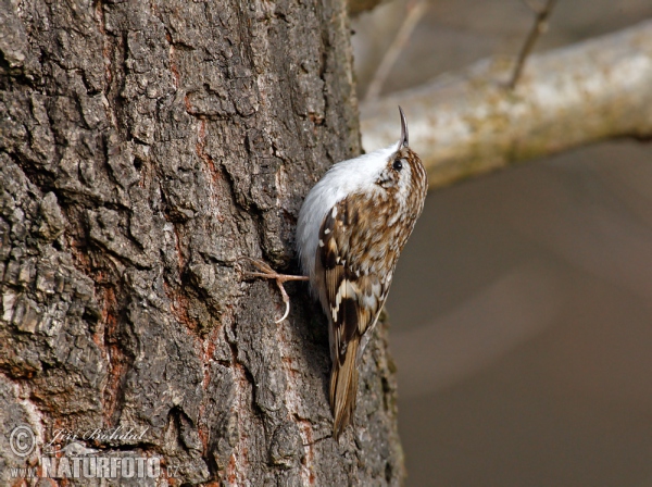 Brown Creeper (Certhia familiaris)