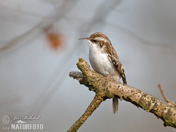 Brown Creeper (Certhia familiaris)