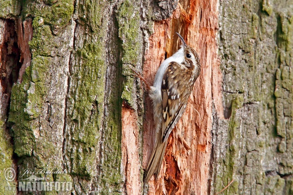 Brown Creeper (Certhia familiaris)