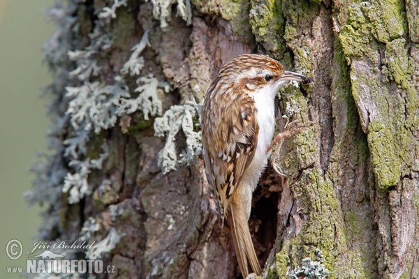 Brown Creeper (Certhia familiaris)