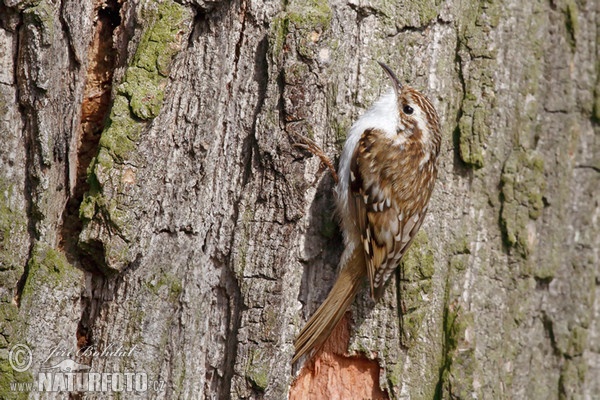 Brown Creeper (Certhia familiaris)