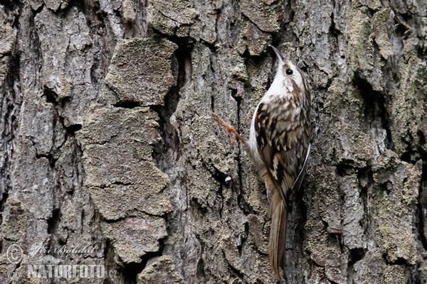 Brown Creeper (Certhia familiaris)