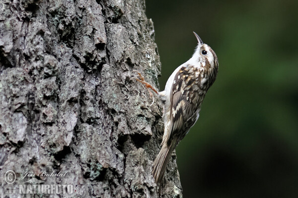 Brown Creeper (Certhia familiaris)