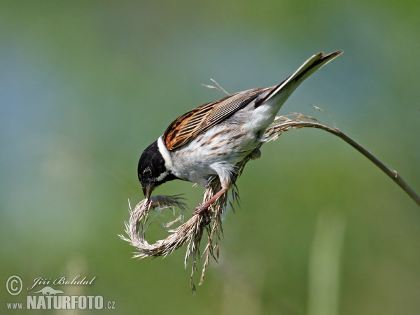 Bruant des roseaux