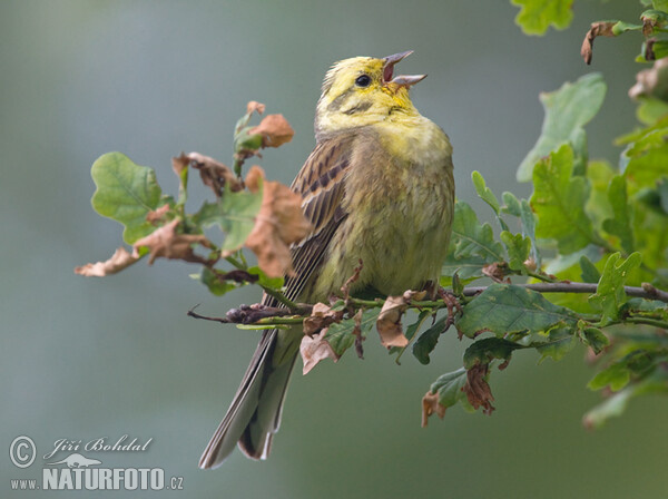 Bruant jaune