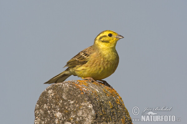 Bruant jaune