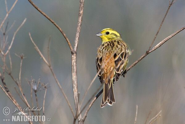 Bruant jaune