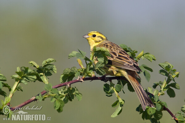 Bruant jaune