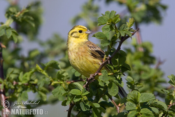 Bruant jaune